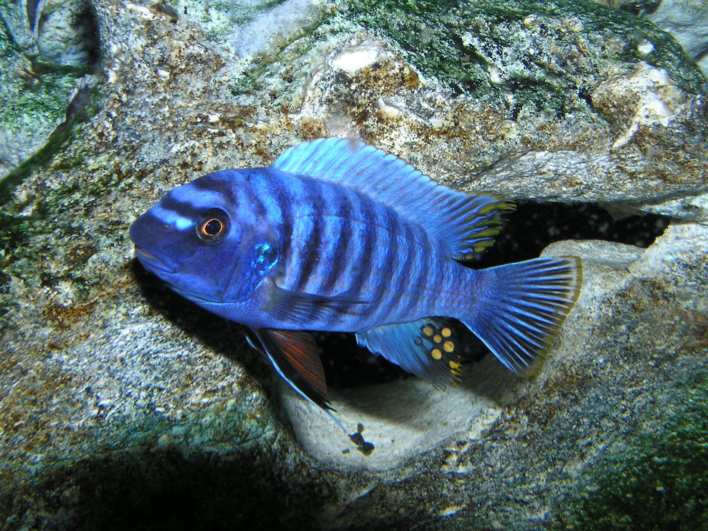 image of Labeotropheus fuelleborni (Blue mbuna)