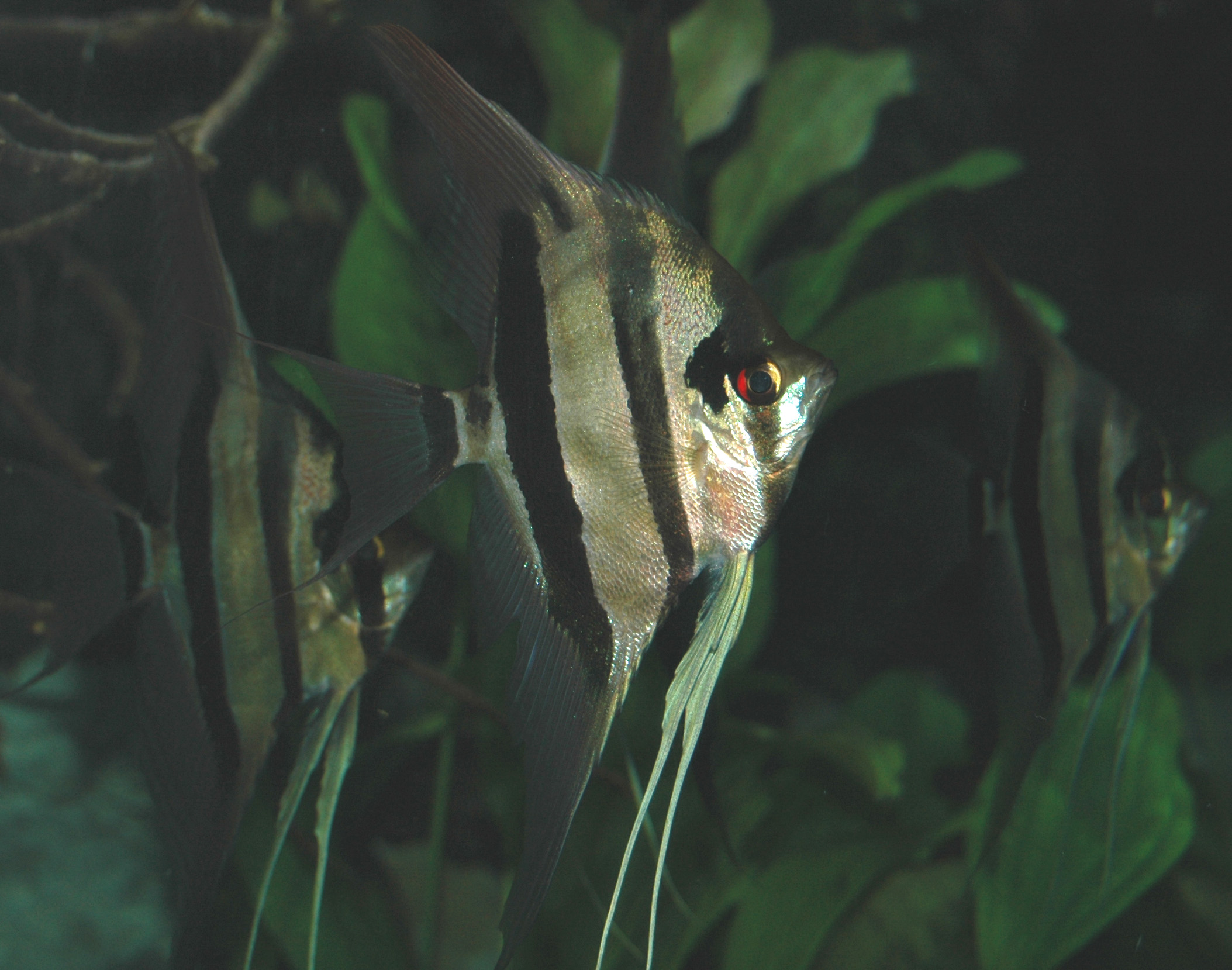 image of Pterophyllum scalare (Freshwater angelfish)