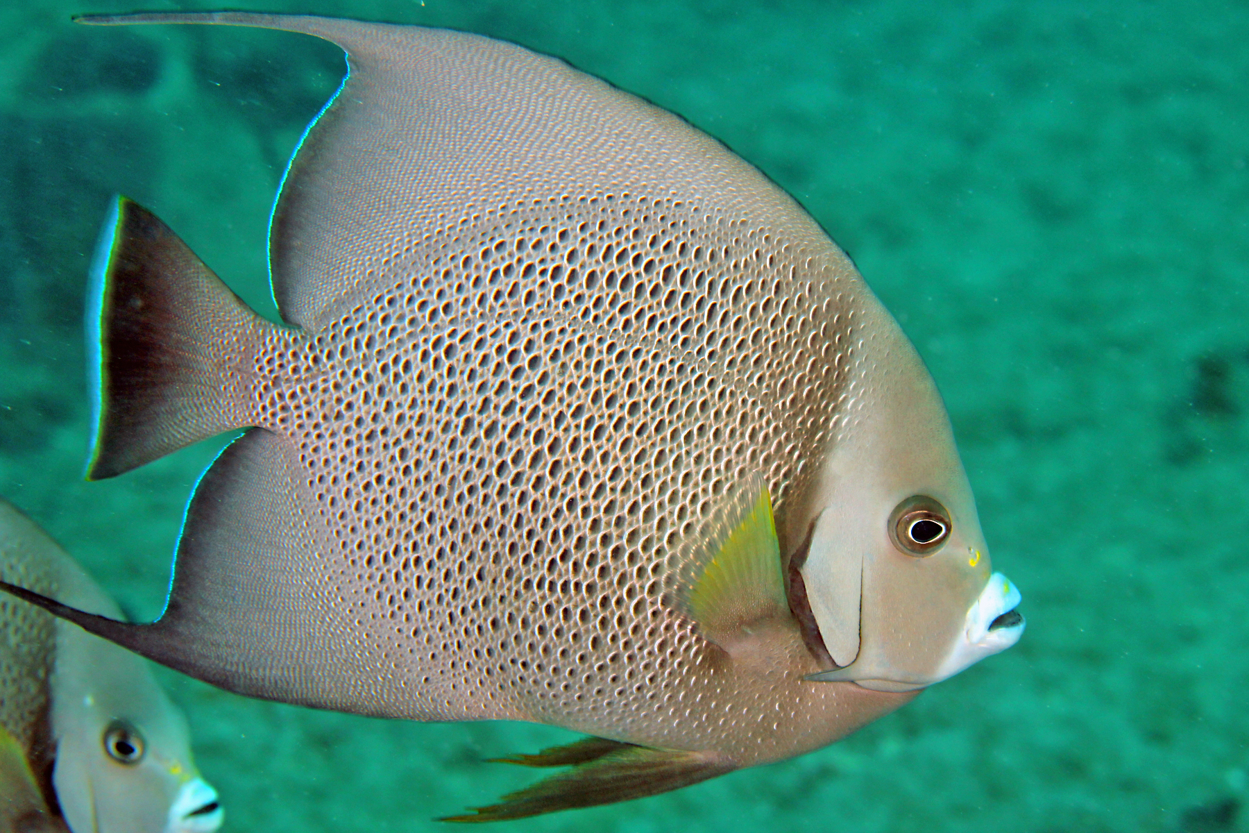image of Pomacanthus arcuatus (Gray angelfish)