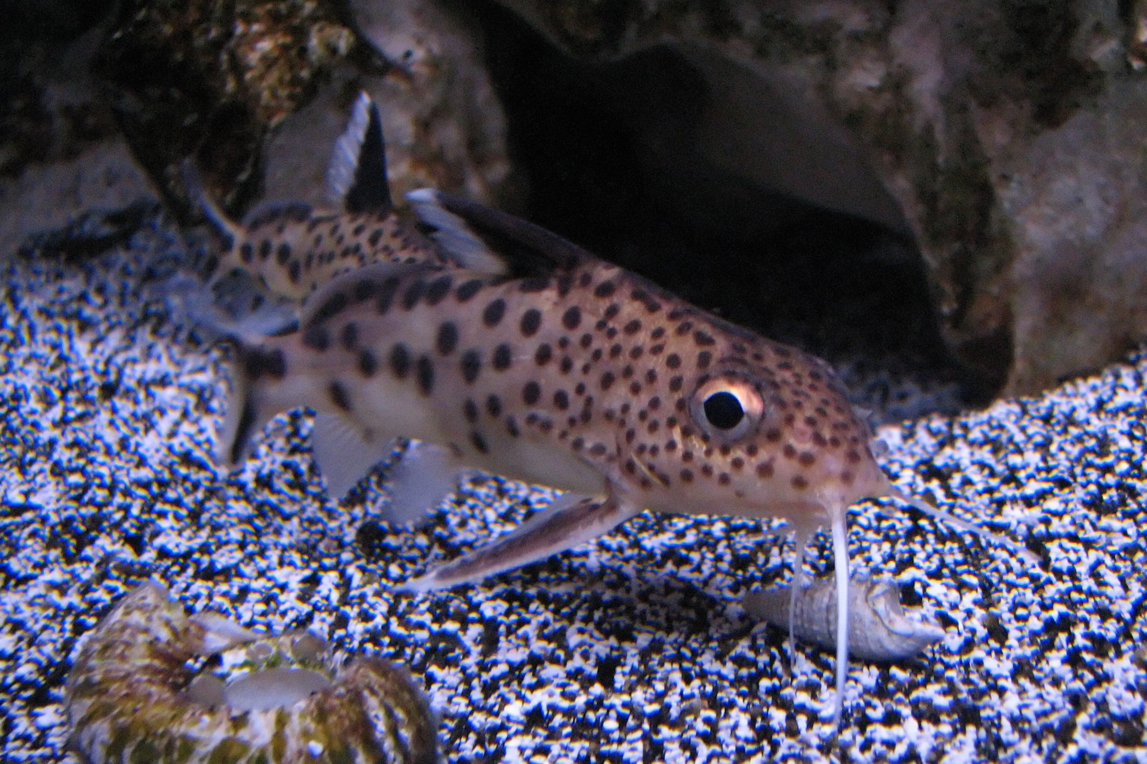image of Synodontis petricola (Cuckoo Catfish)
