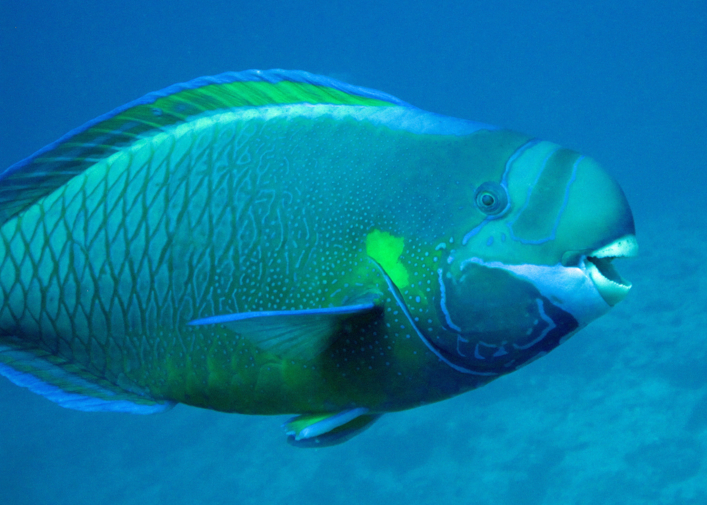 image of Chlorurus perspicillatus (Spectacled parrotfish)