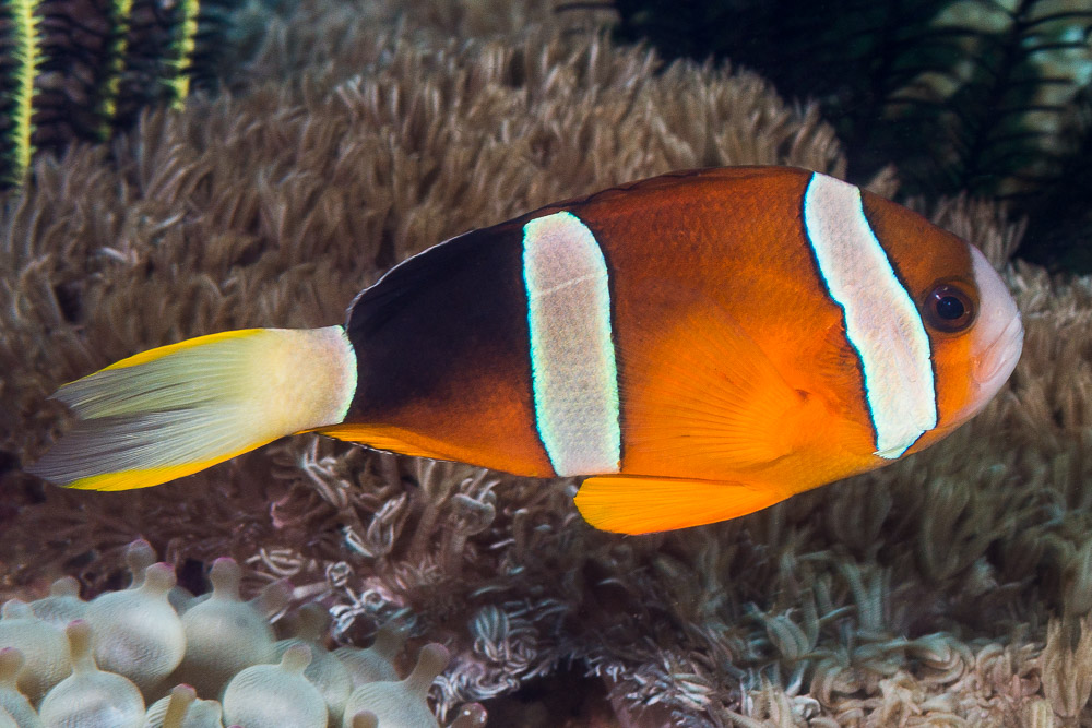 image of Amphiprion clarkii (Yellowtail clownfish)