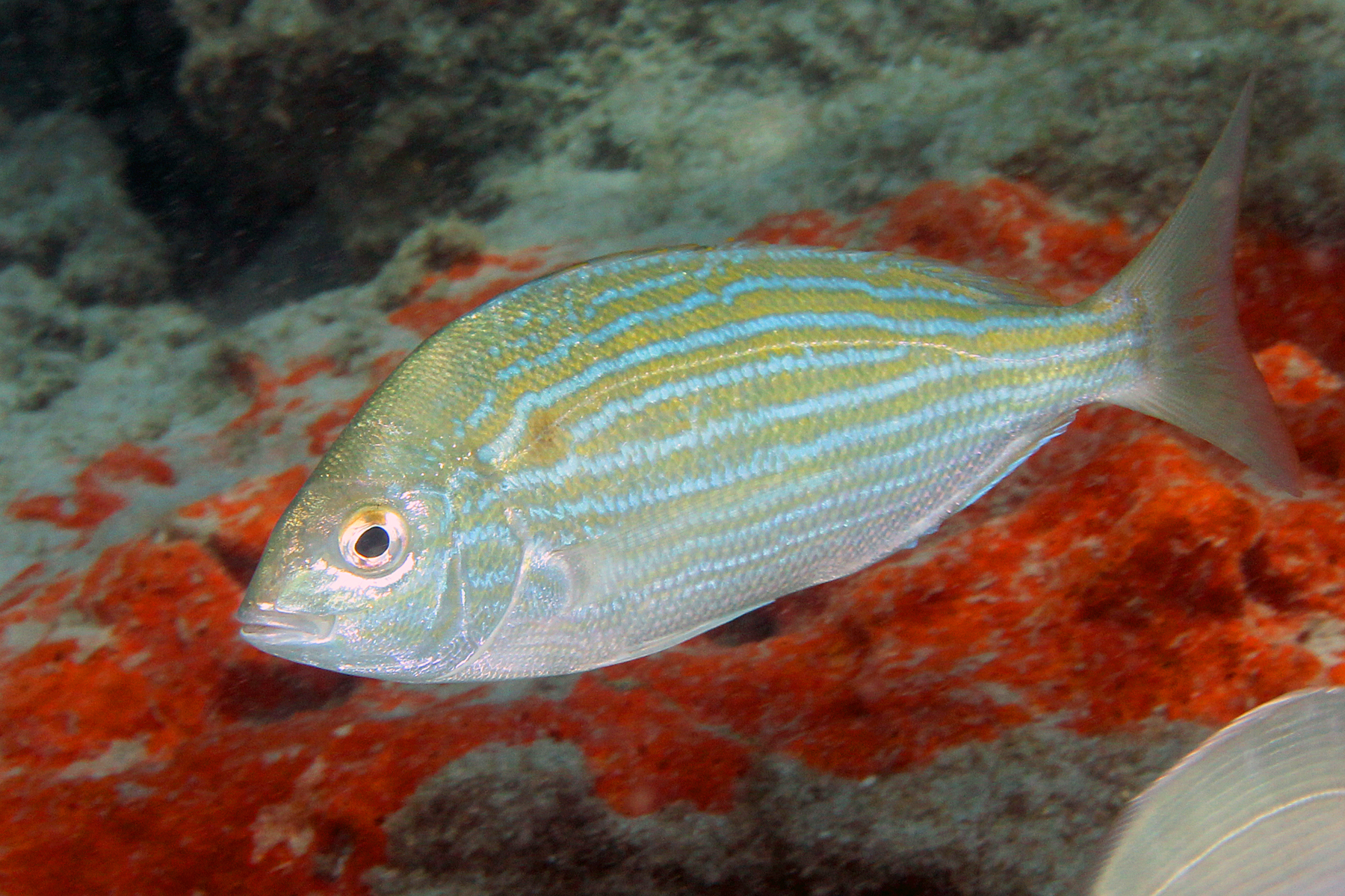 image of Lagodon rhomboides (Pinfish)