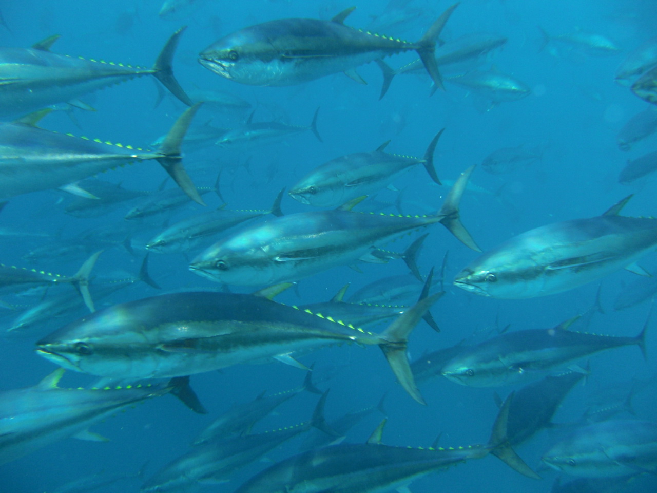 image of Thunnus thynnus (Atlantic bluefin tuna)