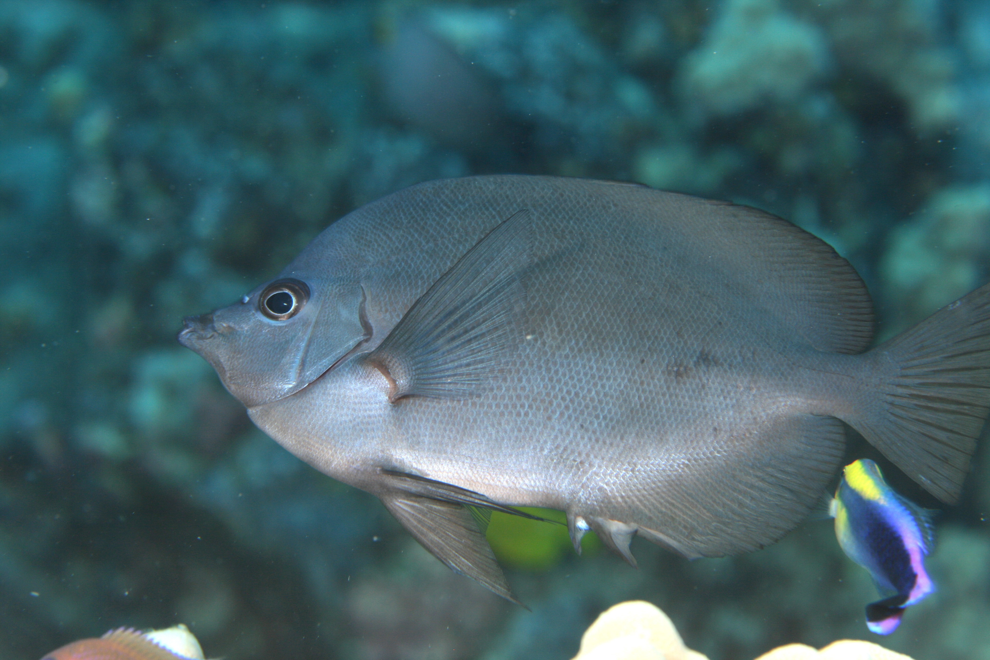 image of Hemitaurichthys thompsoni (Thompson's butterflyfish)