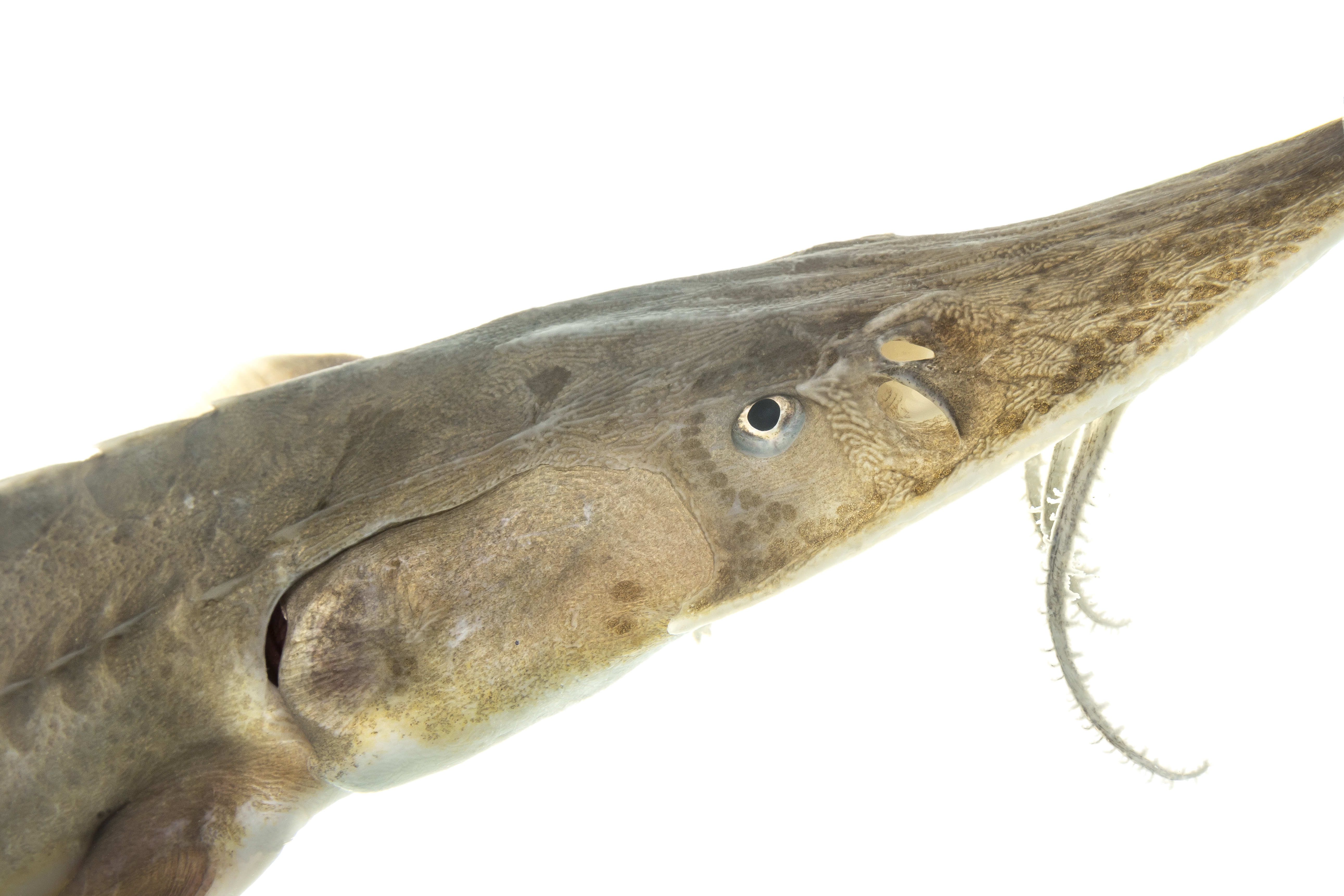 image of Scaphirhynchus platorynchus (Shovelnose sturgeon)
