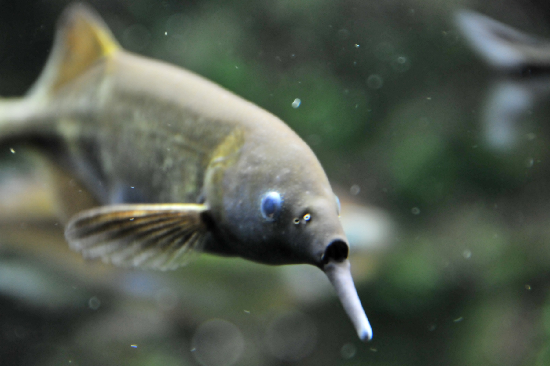 image of Gnathonemus petersii (Elephantnose fish)