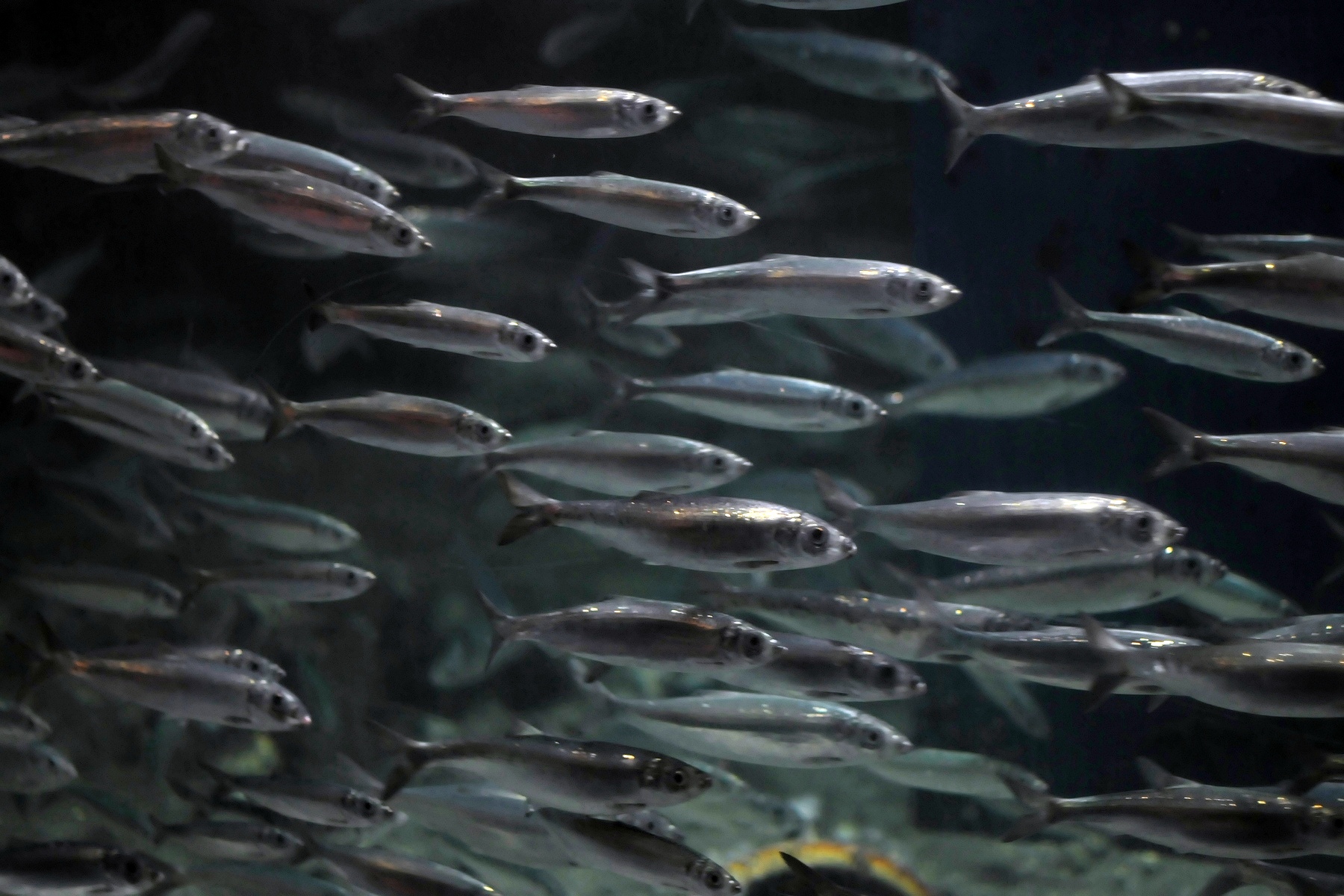 image of Clupea harengus (Atlantic herring)