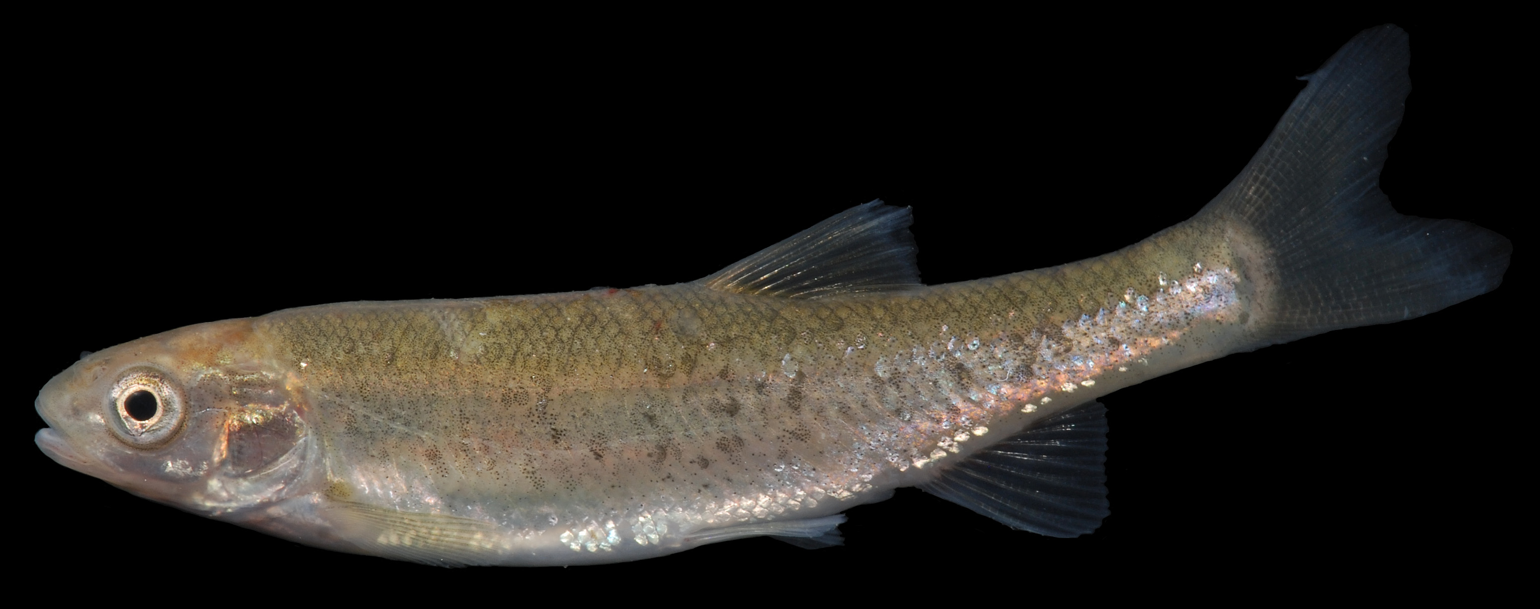 image of Margariscus margarita (Allegheny pearl dace)