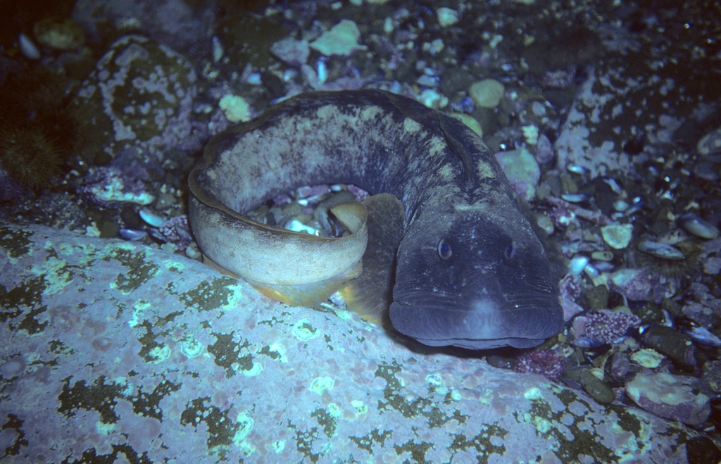 image of Zoarces americanus (Ocean pout)