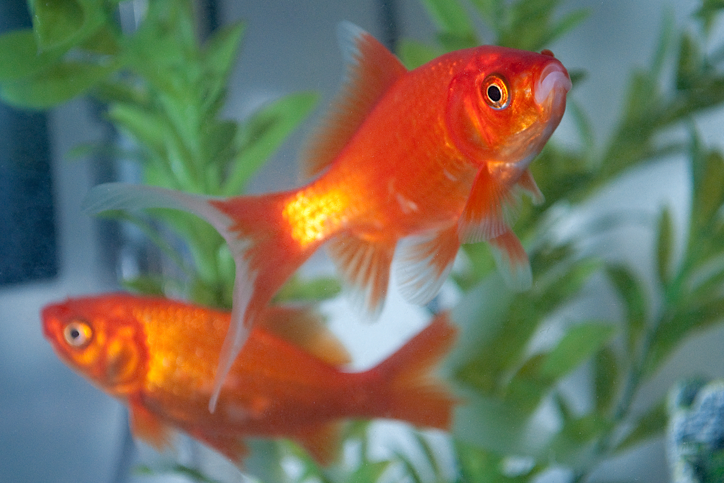 image of Carassius auratus (Goldfish)