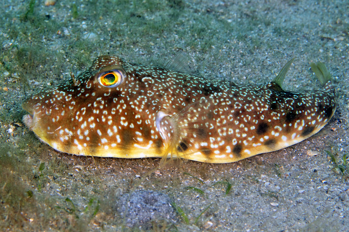 image of Sphoeroides nephelus (Southern puffer)