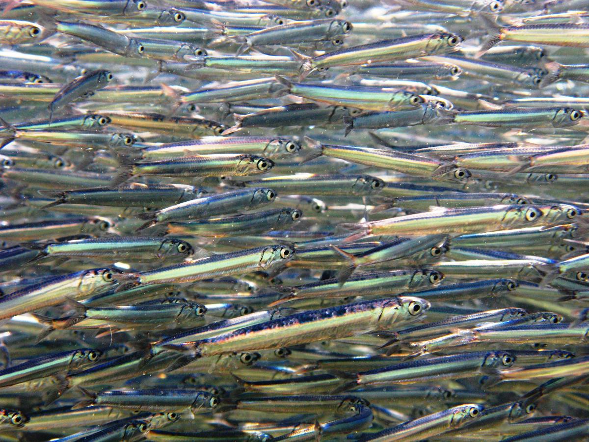image of Engraulis encrasicolus (European anchovy)