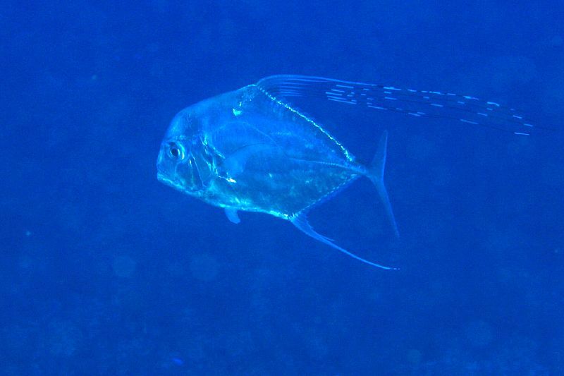 image of Alectis ciliaris (African pompano)