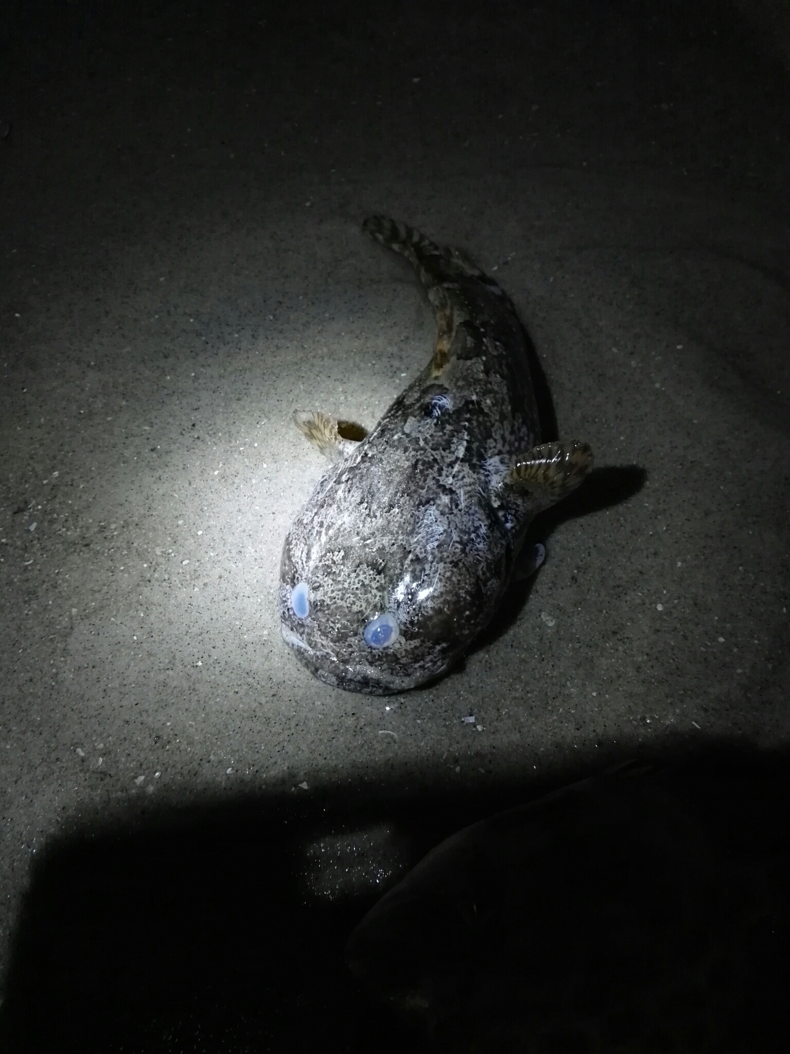 image of Allenbatrachus grunniens (Grunting toadfish)