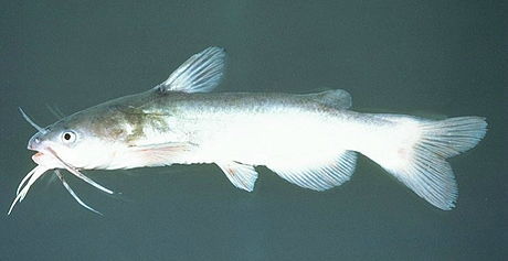 image of Ameiurus catus (White catfish)