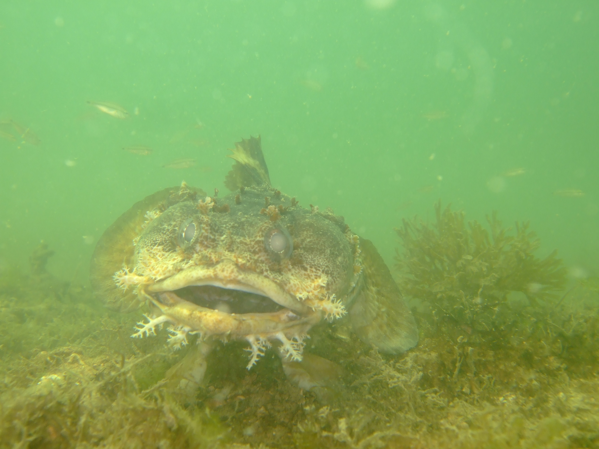 image of Amphichthys cryptocentrus (Bocon toadfish)