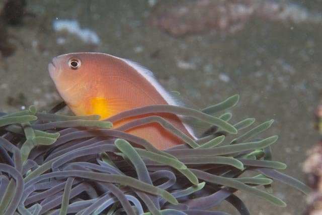 image of Amphiprion akallopisos (Skunk clownfish)