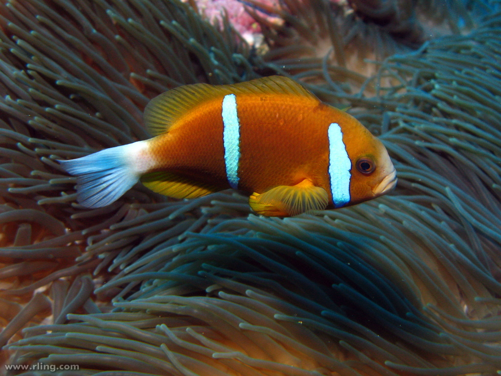 image of Amphiprion akindynos (Barrier reef anemonefish)
