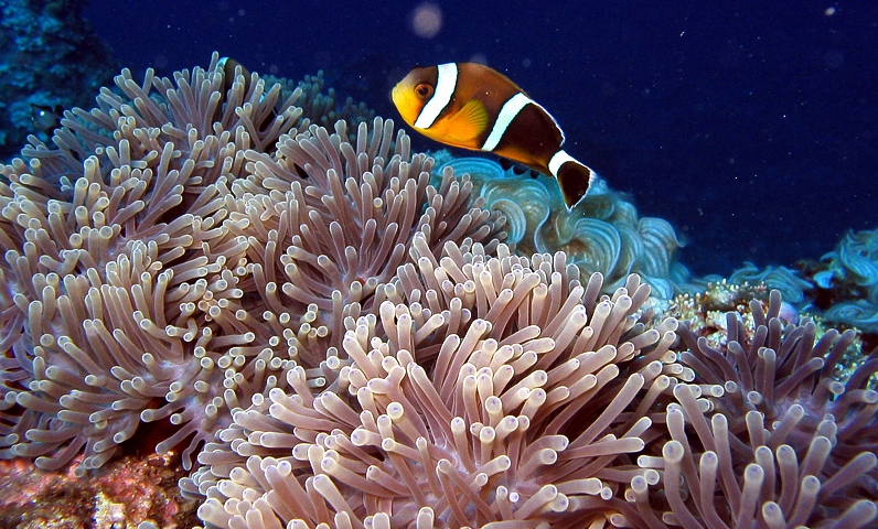 image of Amphiprion chrysogaster (Mauritian anemonefish)