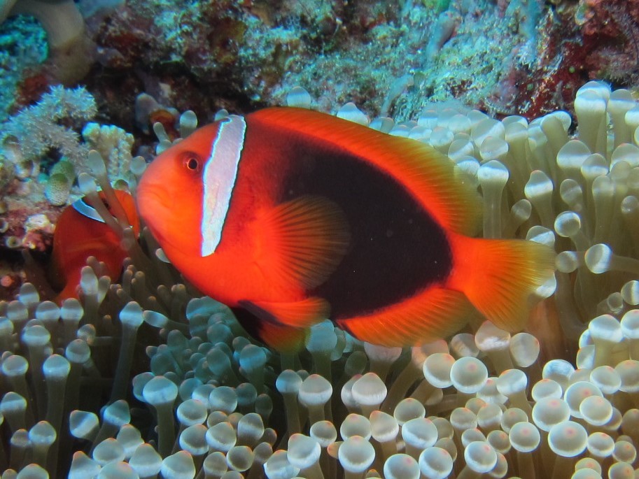image of Amphiprion frenatus (Tomato clownfish)