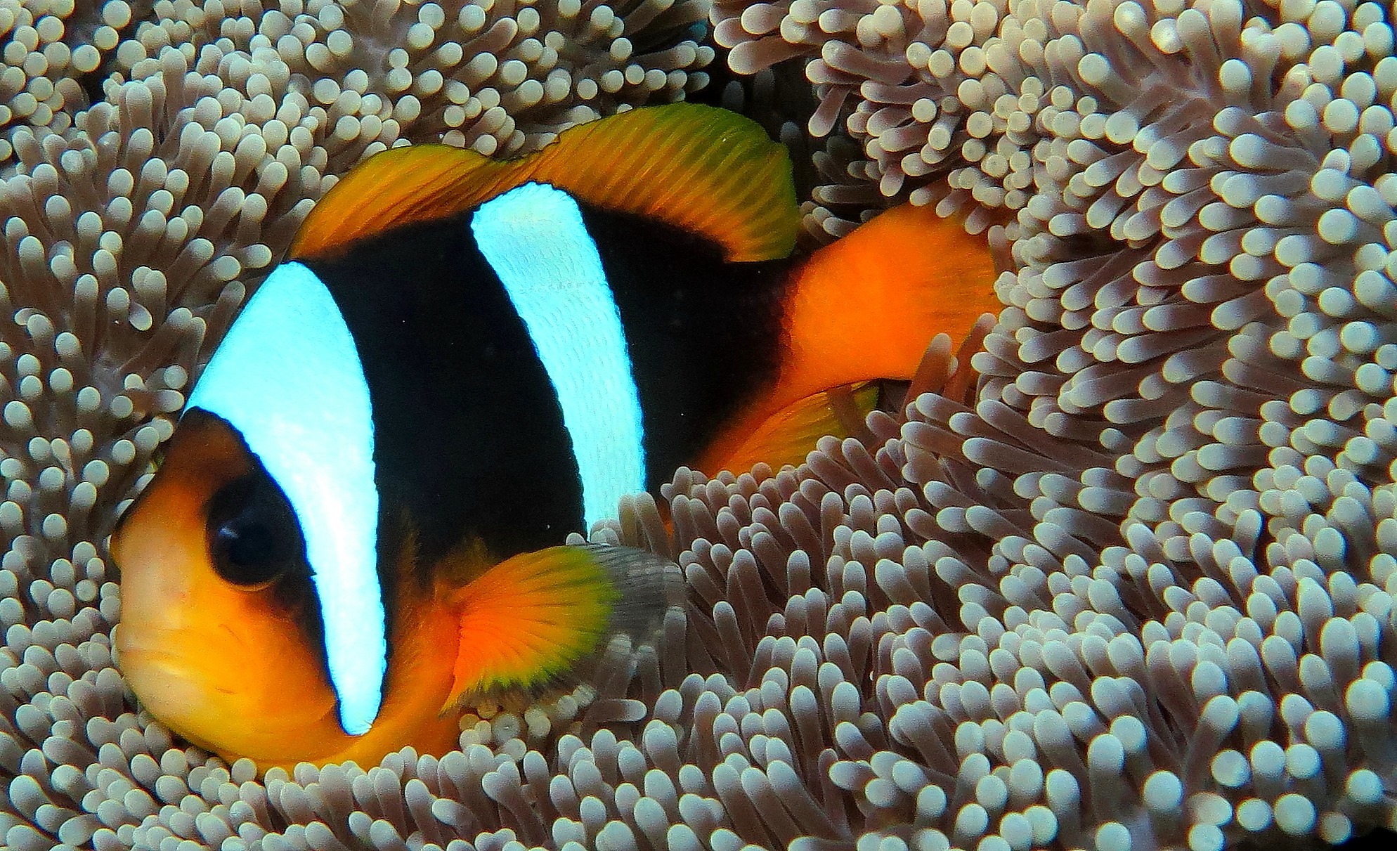 image of Amphiprion latifasciatus (Madagascar anemonefish)