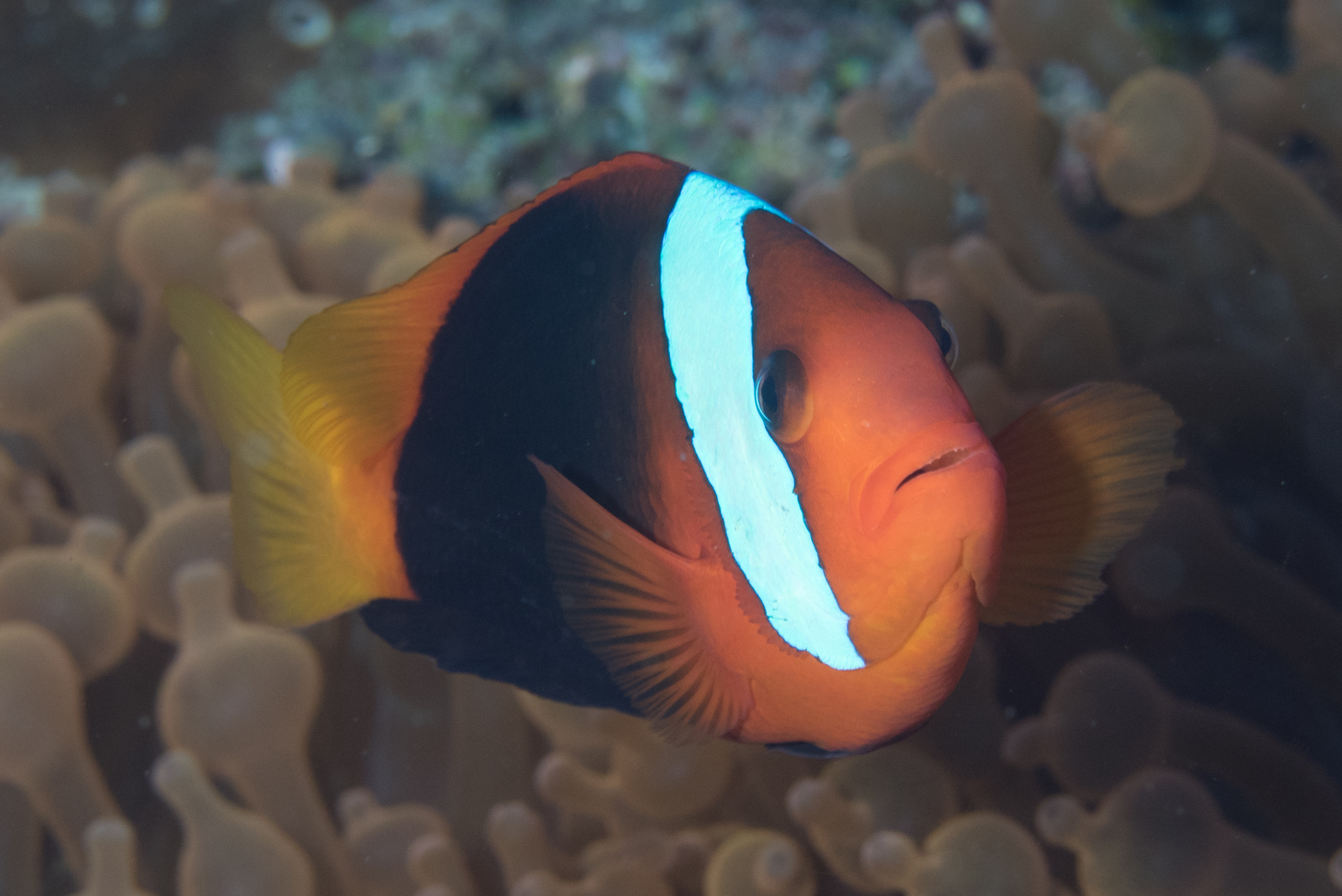 image of Amphiprion melanopus (Fire clownfish)