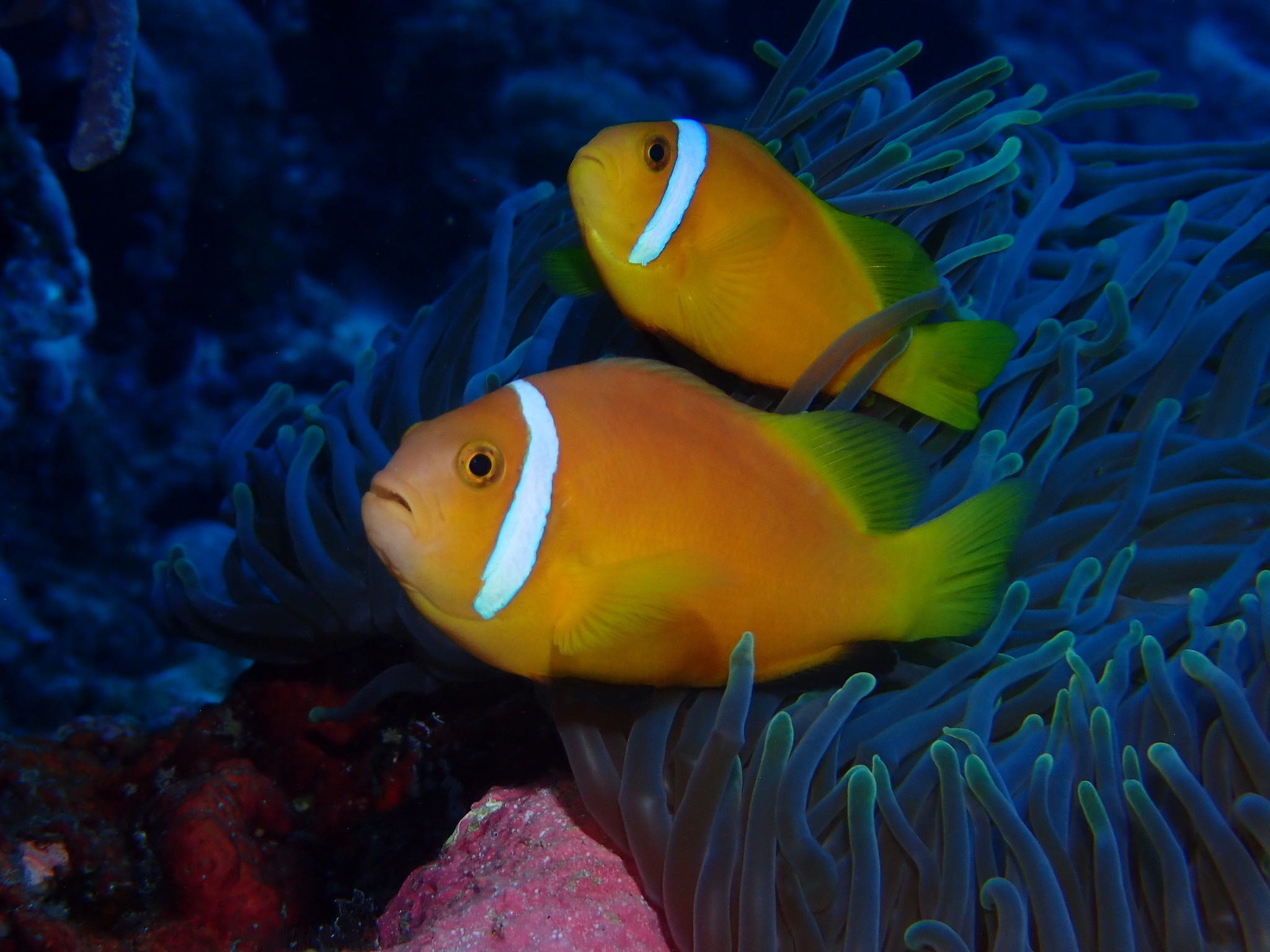image of Amphiprion nigripes (Maldive anemonefish)