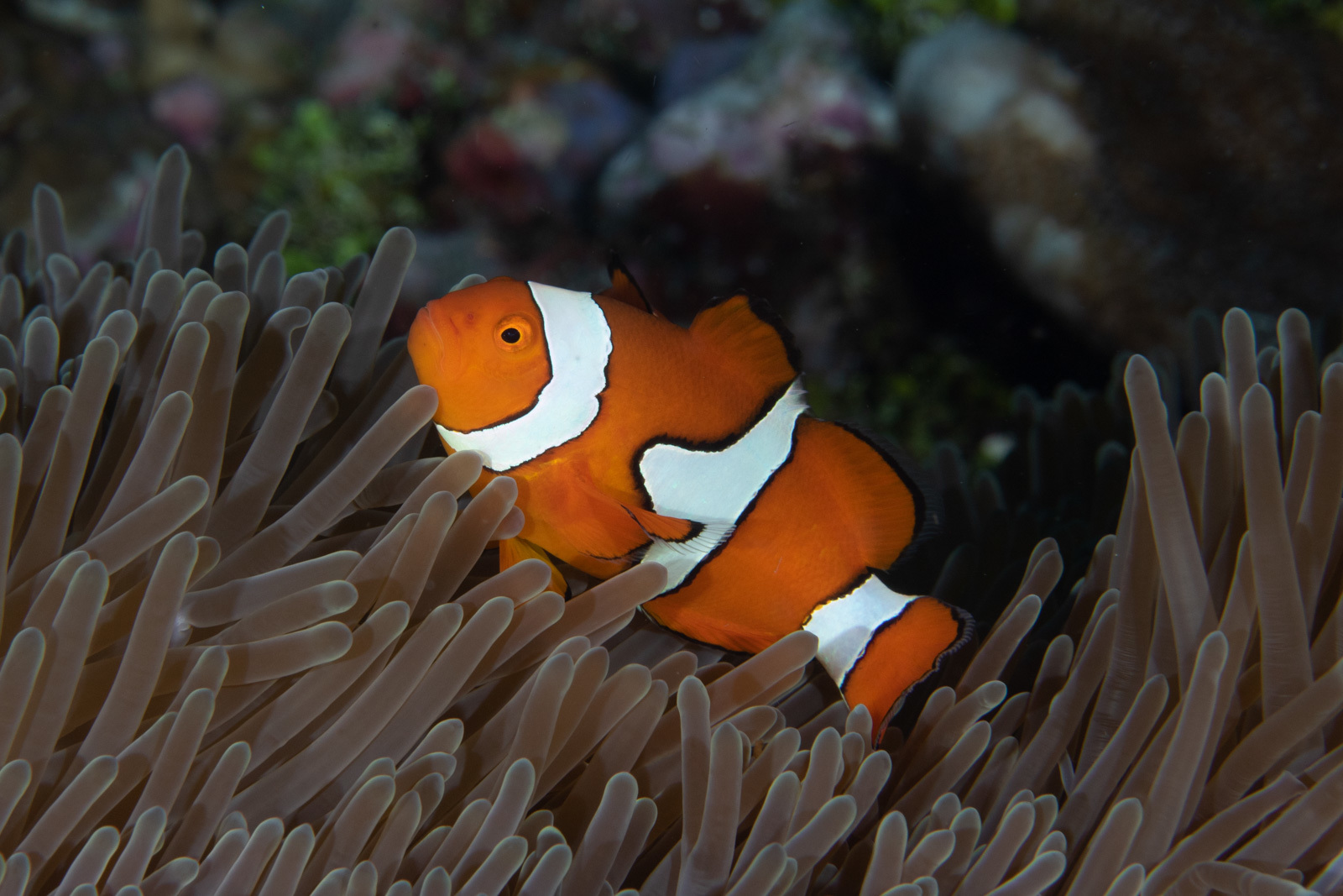 image of Amphiprion percula (Orange clownfish)