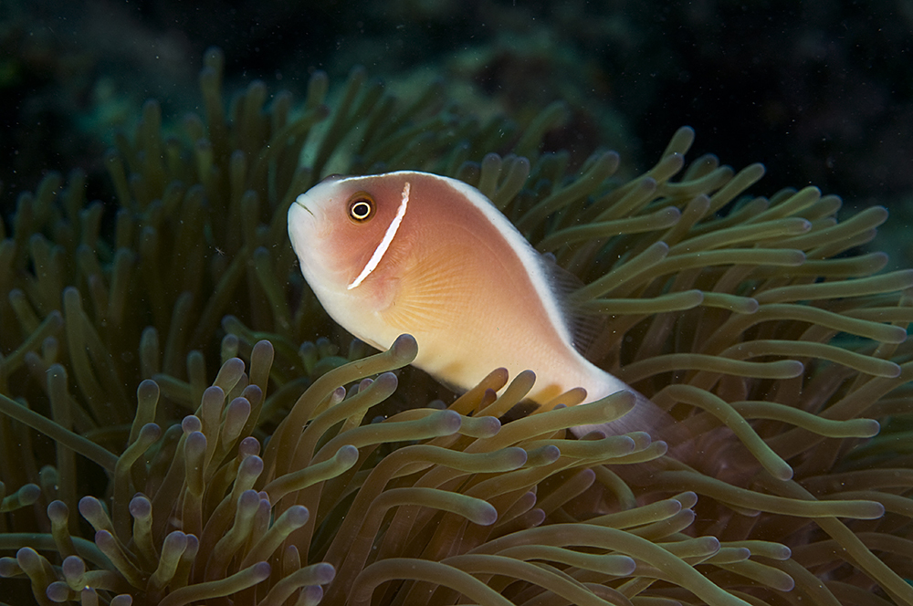 image of Amphiprion perideraion (Pink anemonefish)