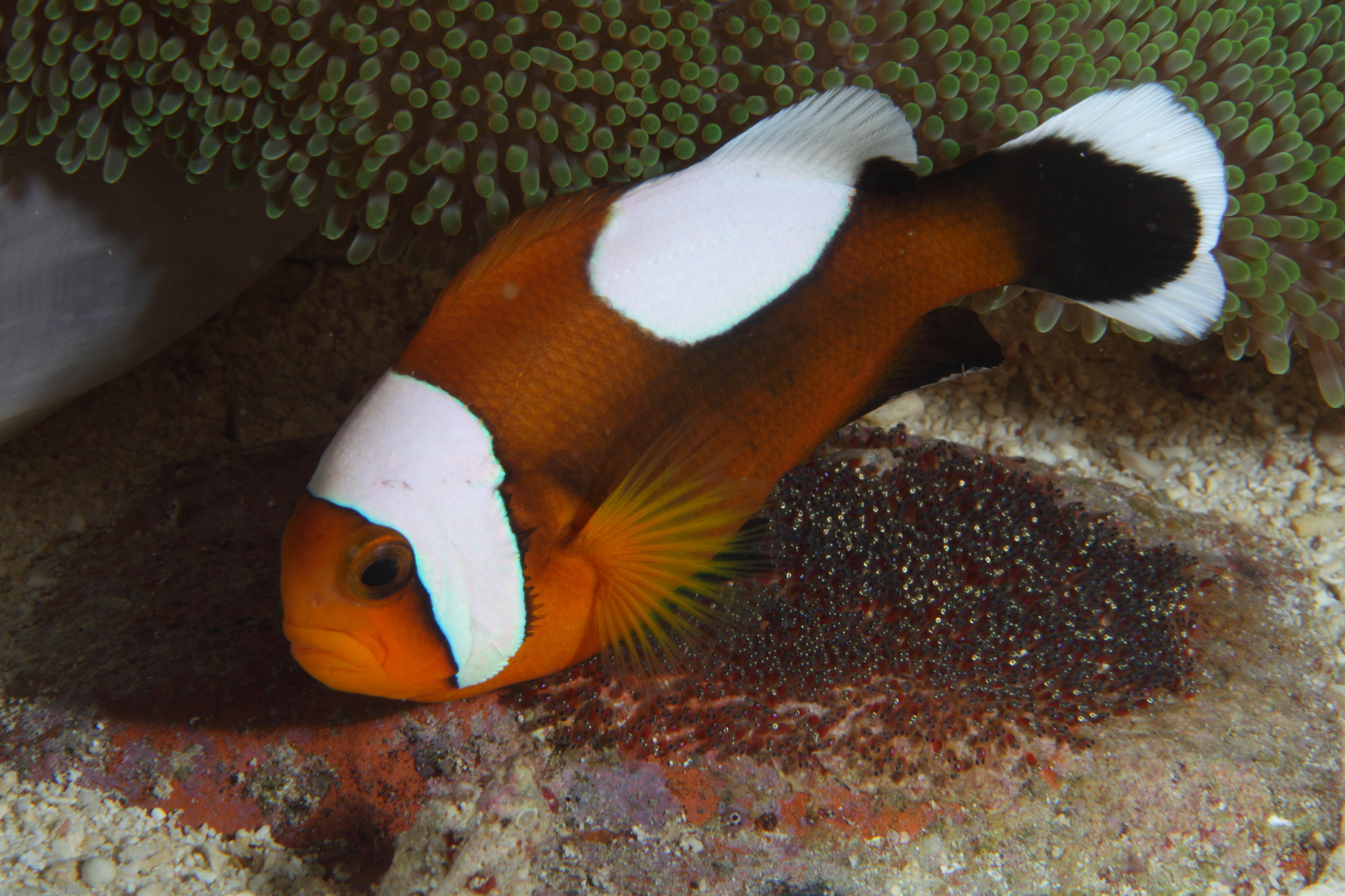 image of Amphiprion polymnus (Saddleback clownfish)