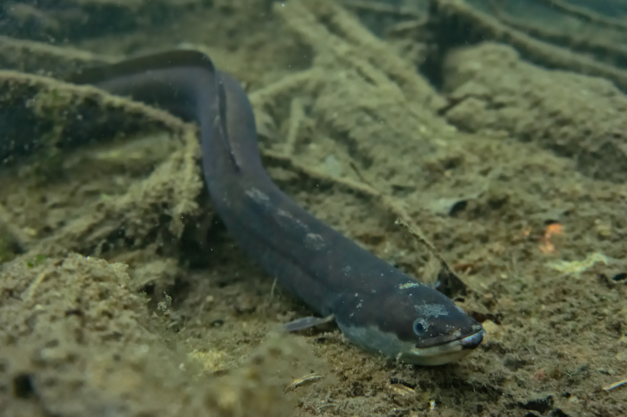 image of Anguilla anguilla (European eel)