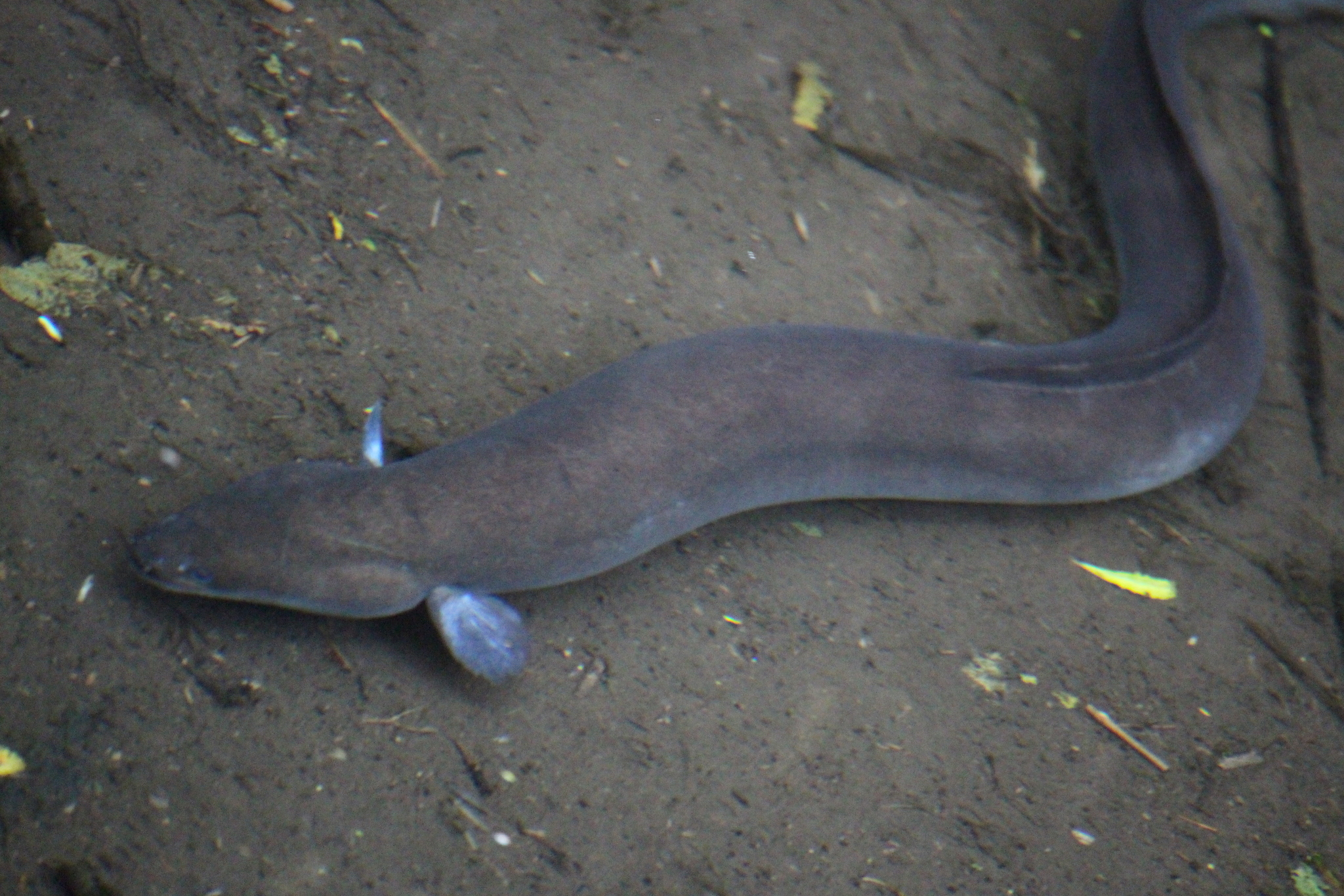 image of Anguilla australis (Short-finned eel)