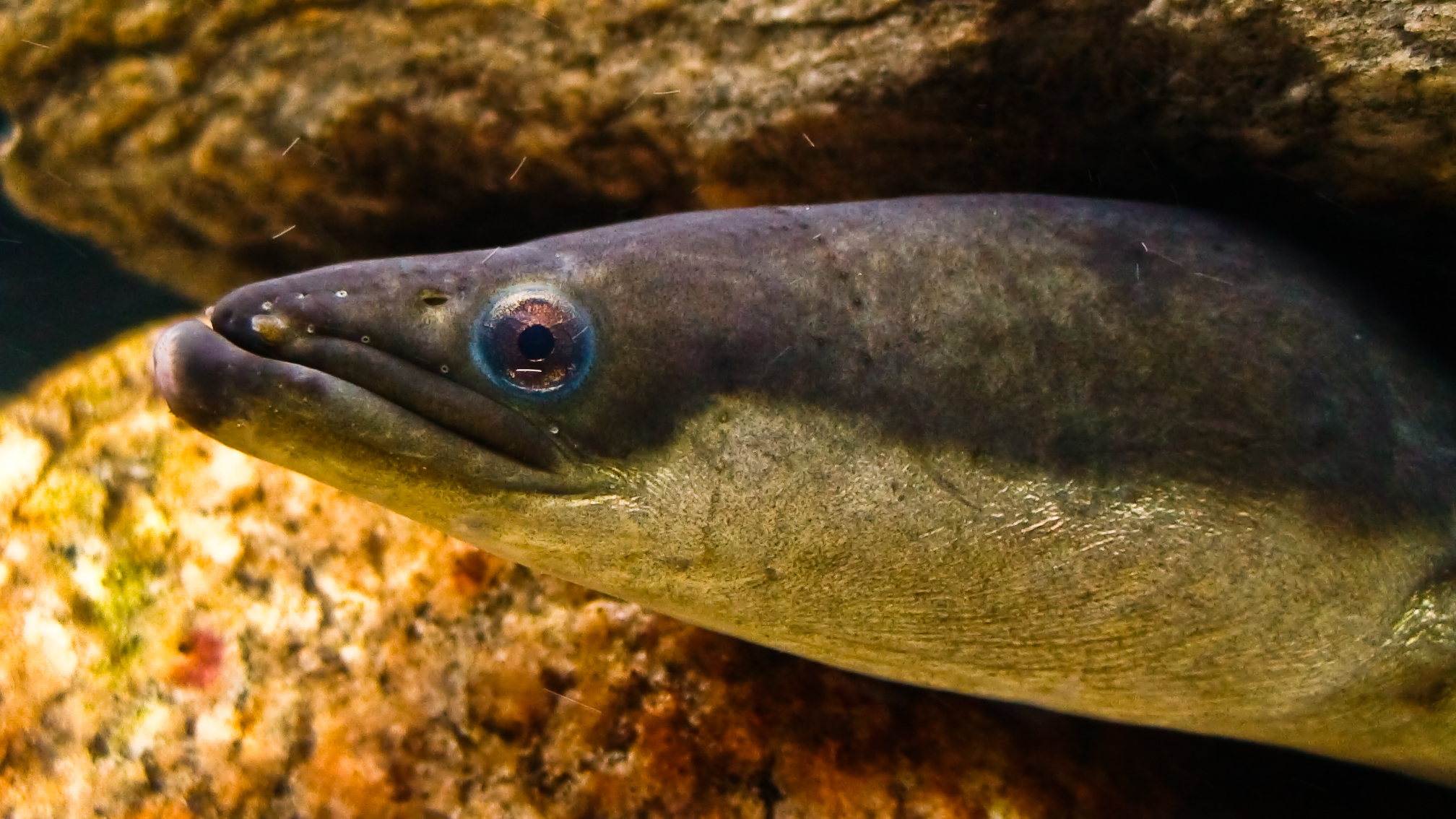image of Anguilla rostrata (American eel)