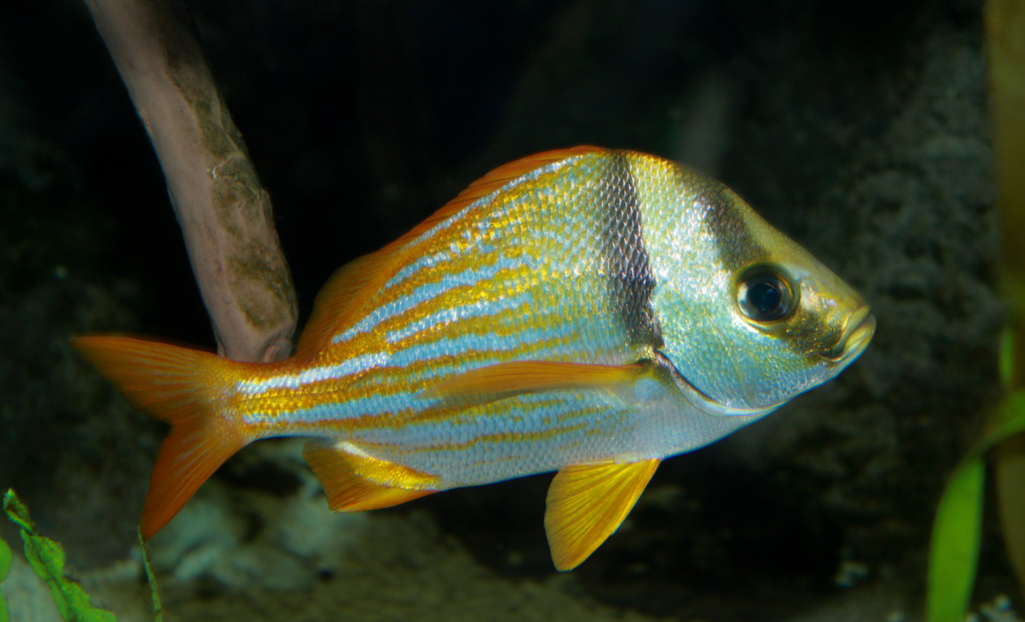 image of Anisotremus virginicus (Porkfish)