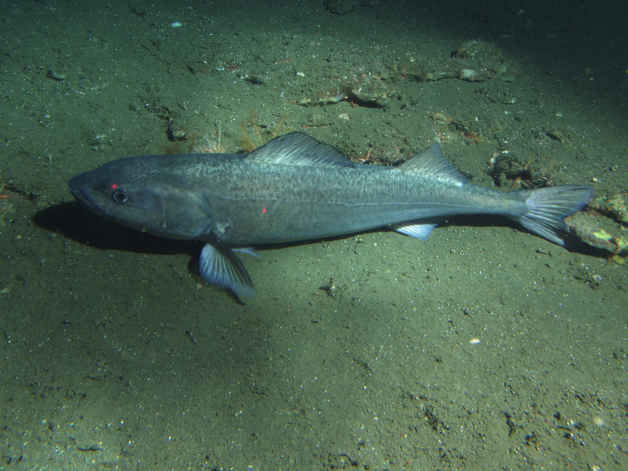 image of Anoplopoma fimbria (Sablefish)
