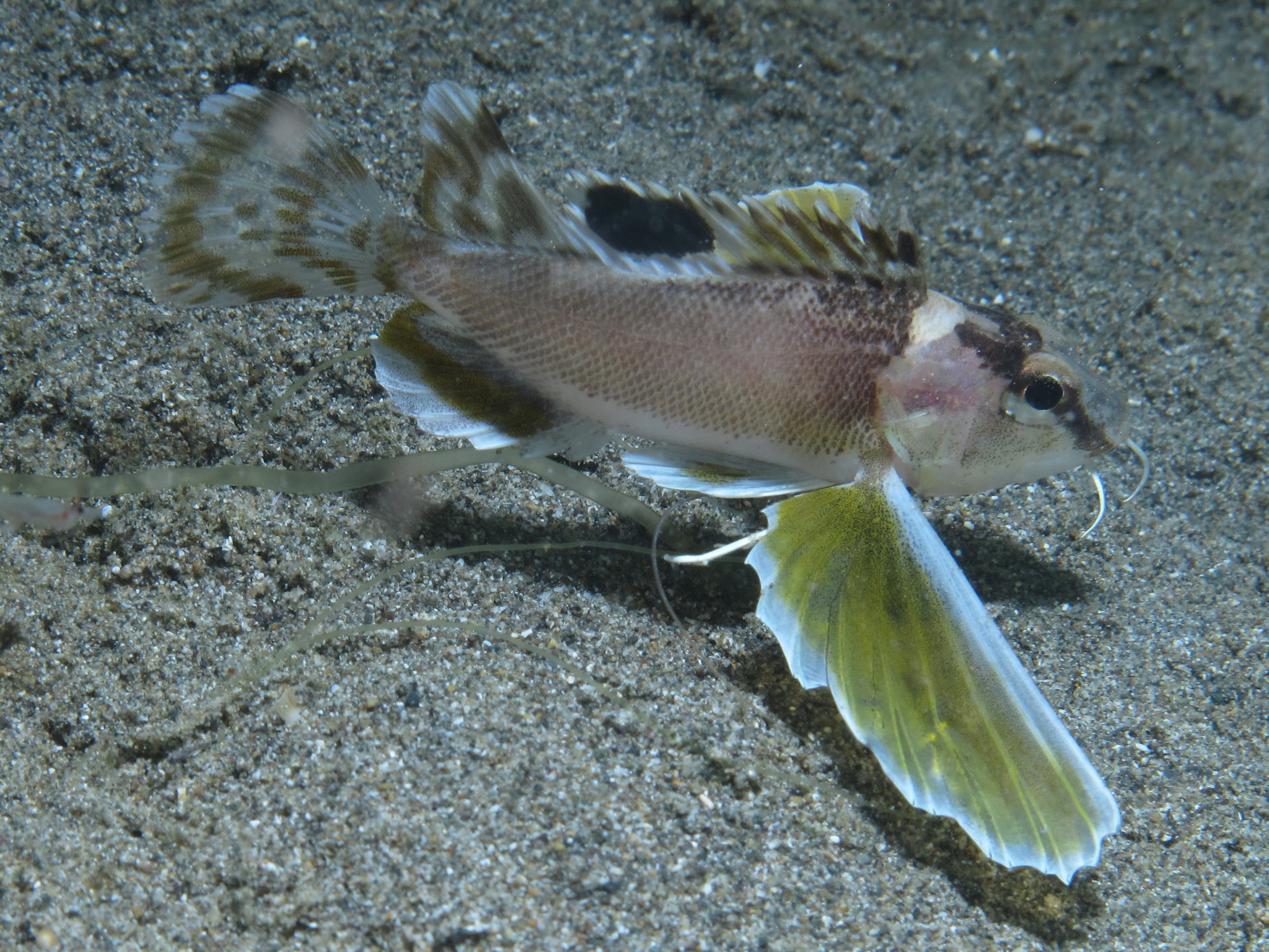 image of Apistus carinatus (Ocellated waspfish)