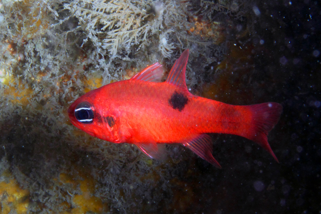 image of Apogon maculatus (Flamefish)