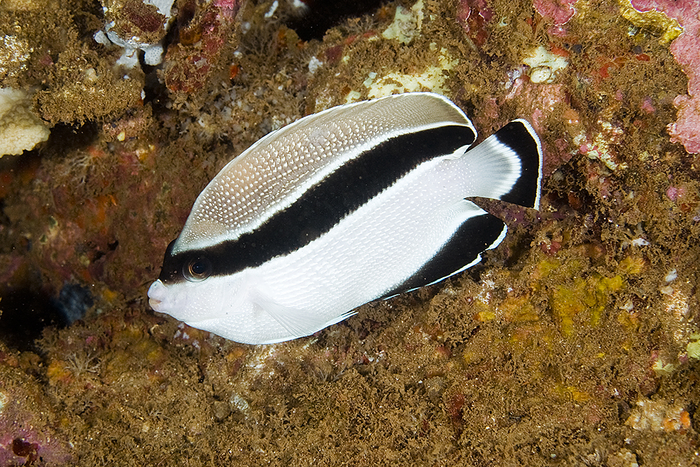 image of Apolemichthys arcuatus (Bandit angelfish)