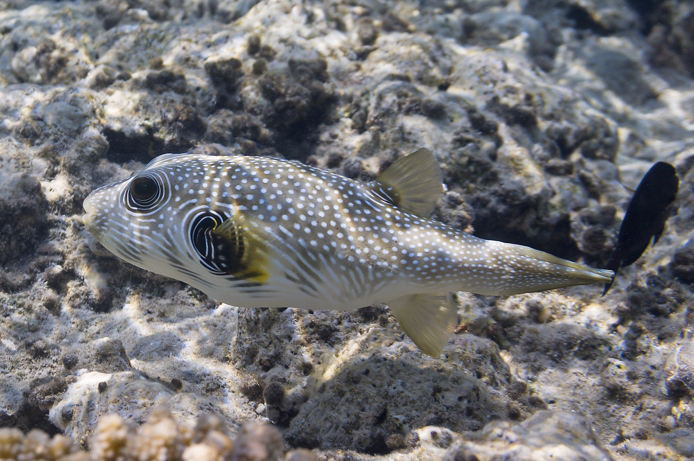image of Arothron hispidus (White-spotted puffer)