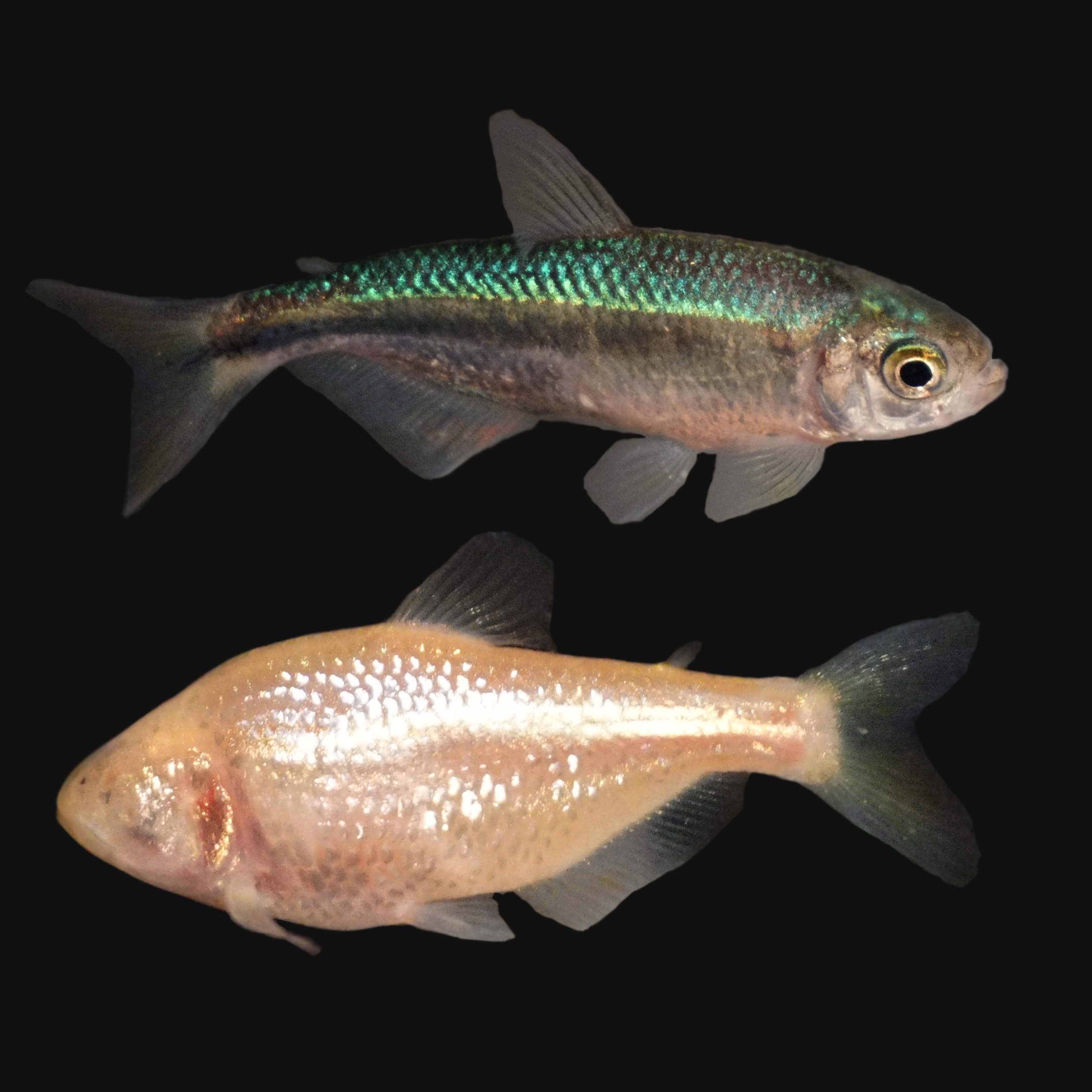 image of Astyanax mexicanus (Mexican tetra)