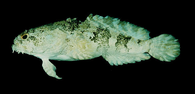 image of Colletteichthys dussumieri (Flat toadfish)