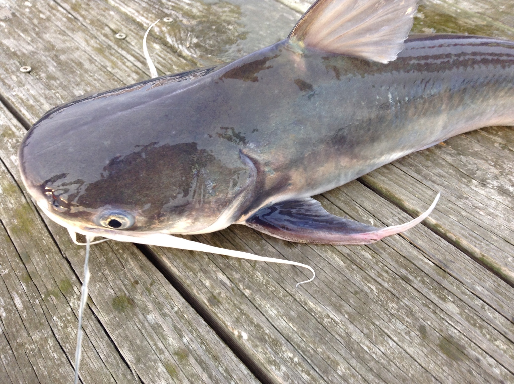 image of Bagre marinus (Gafftopsail sea catfish)