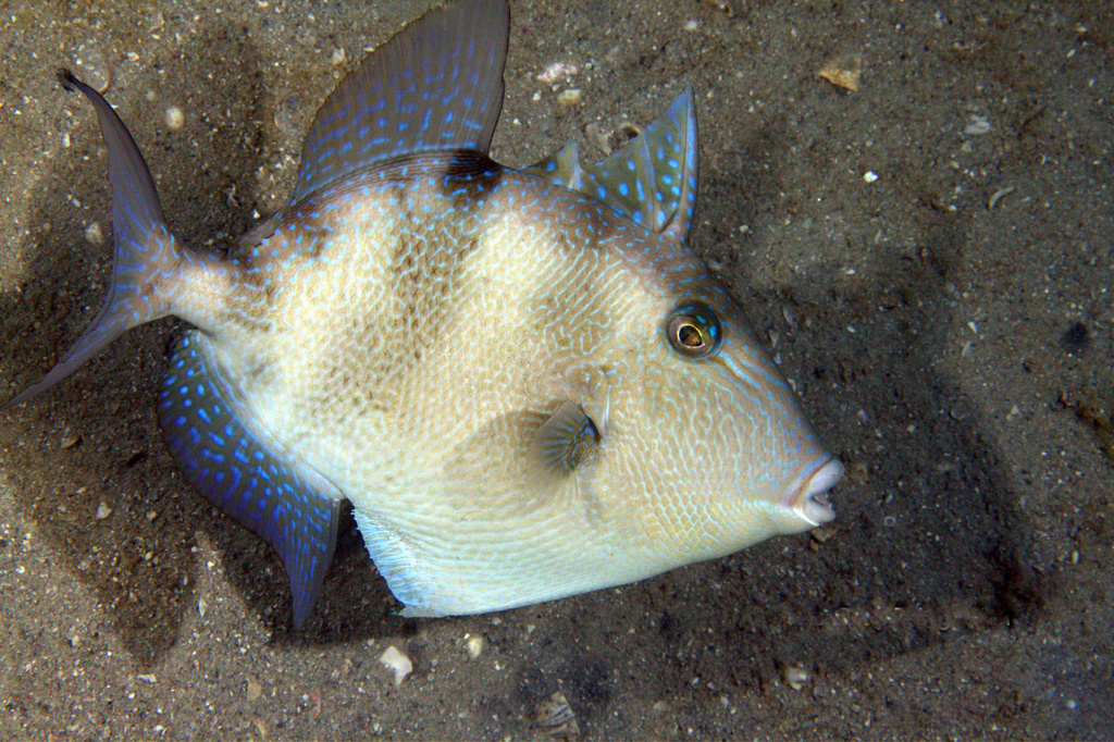 image of Balistes capriscus (Grey triggerfish)