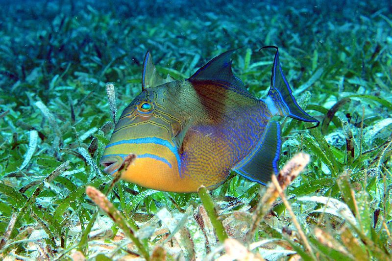 image of Balistes vetula (Queen triggerfish)