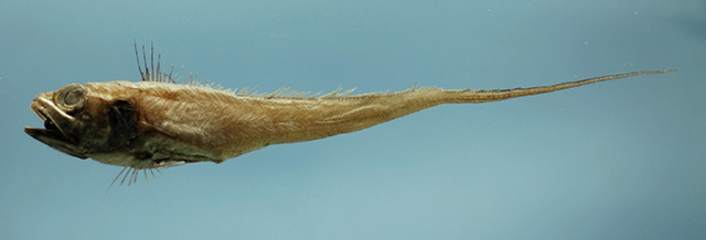 image of Bathygadus melanobranchus (Vaillant's grenadier)