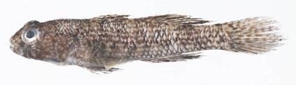 image of Bathygobius curacao (Notchtongue goby)