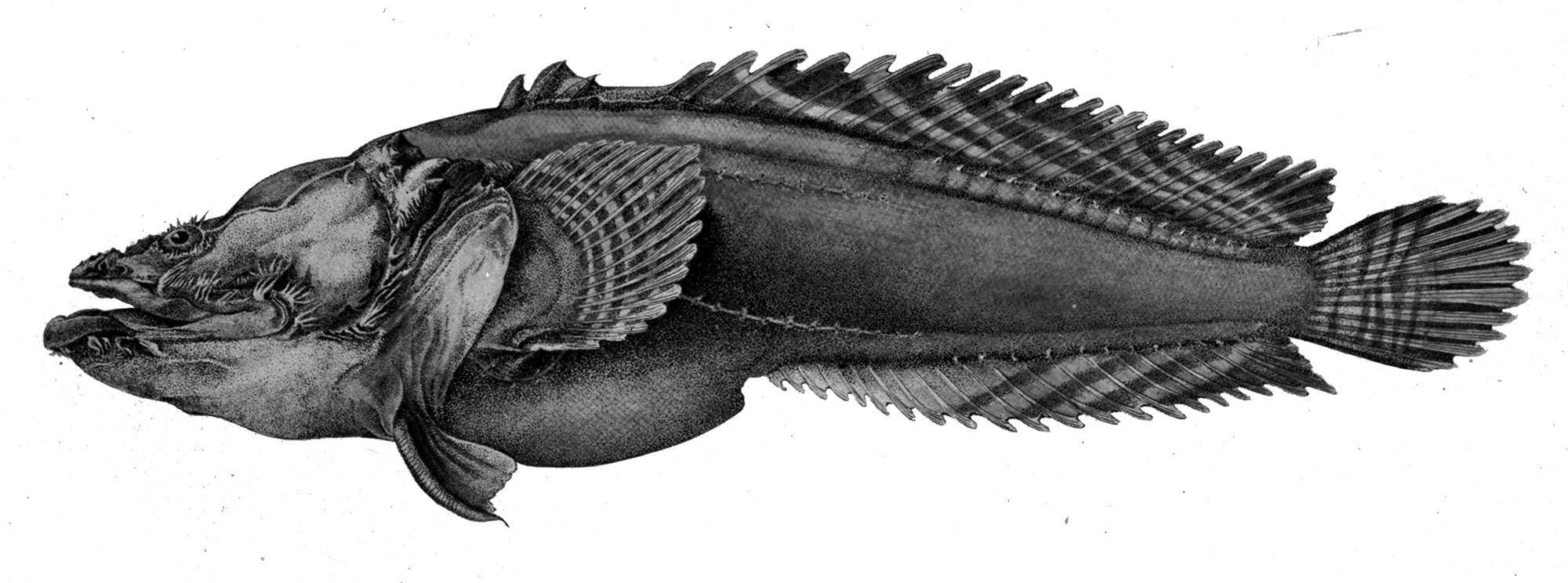 image of Batrachoides gilberti (Large-eye toadfish)