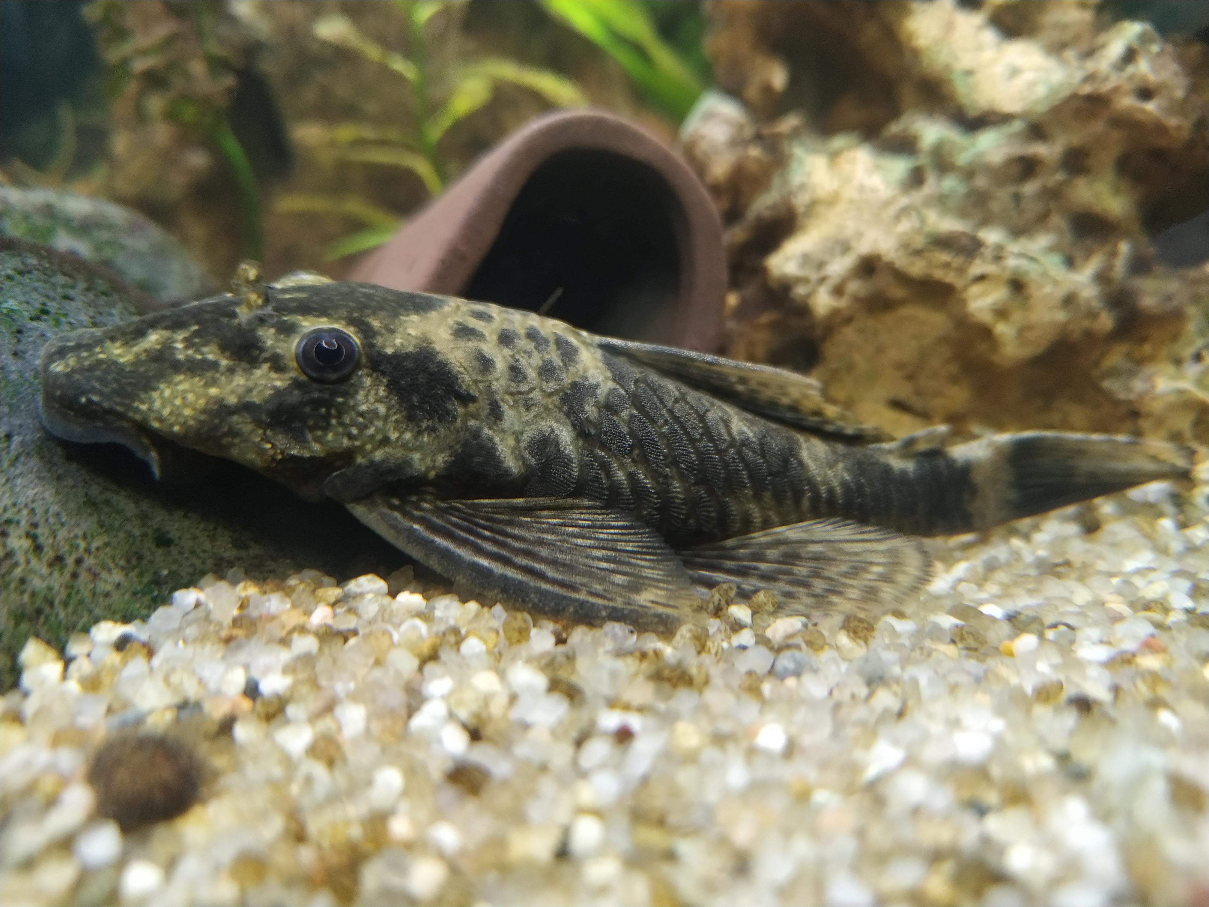 image of Ancistrus dolichopterus (Bushymouth catfish)