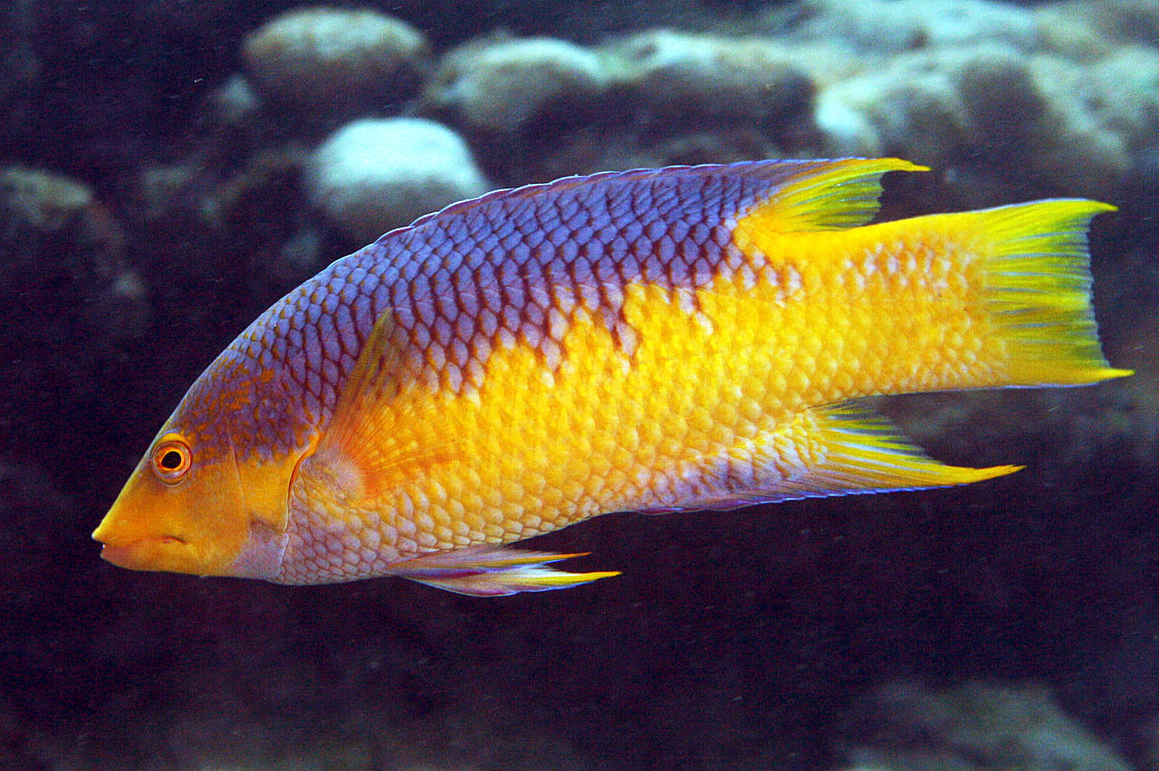 image of Bodianus rufus (Spanish hogfish)